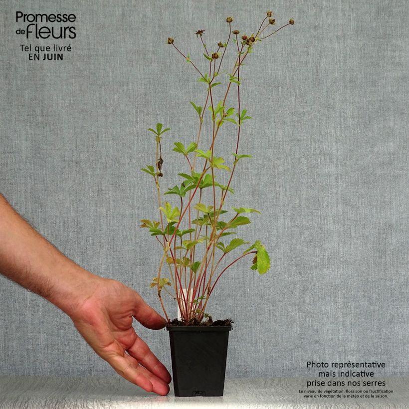 Spécimen de Potentilla nepalensis Miss Willmott - Potentille vivace du Népal Godet de 8/9 cm tel que livré en été