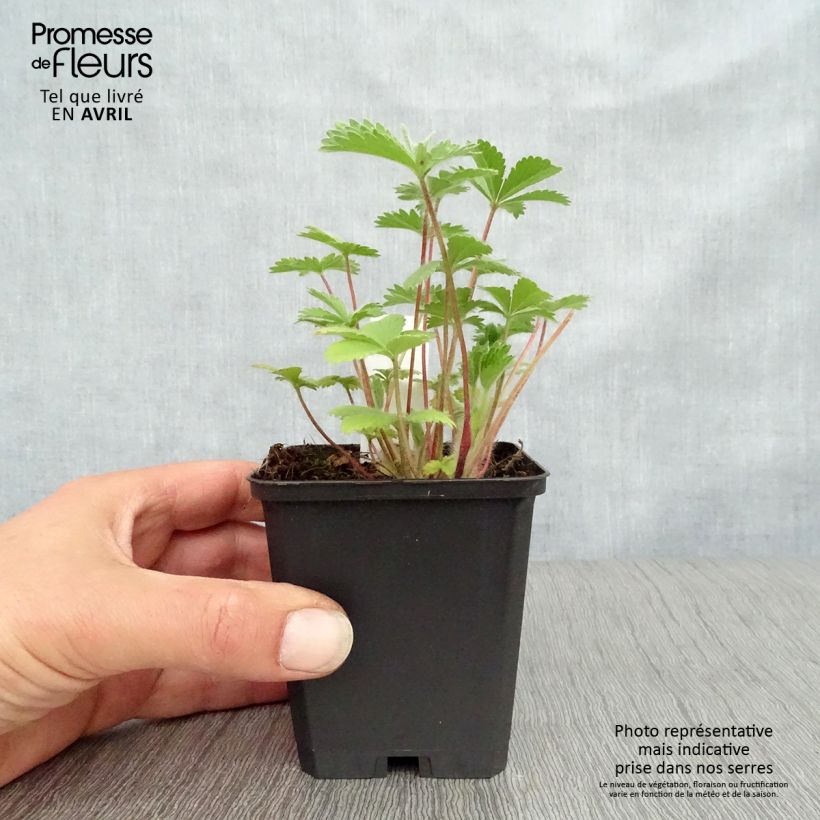 Spécimen de Potentilla nepalensis Miss Willmott - Potentille vivace du Népal Godet de 8/9 cm tel que livré au printemps