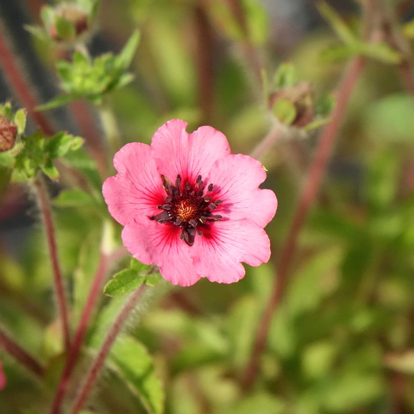 Potentilla nepalensis Miss Willmott - Potentille vivace du Népal (Floraison)