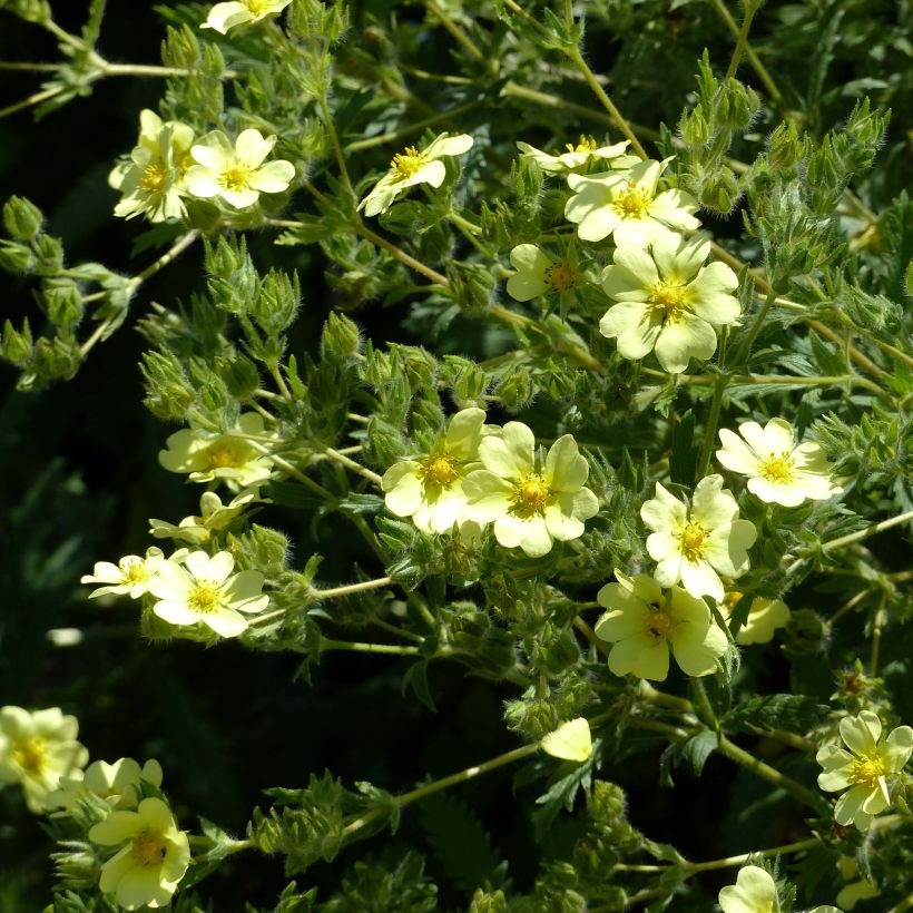 Potentilla recta sulphurea - Potentille dressée (Flowering)