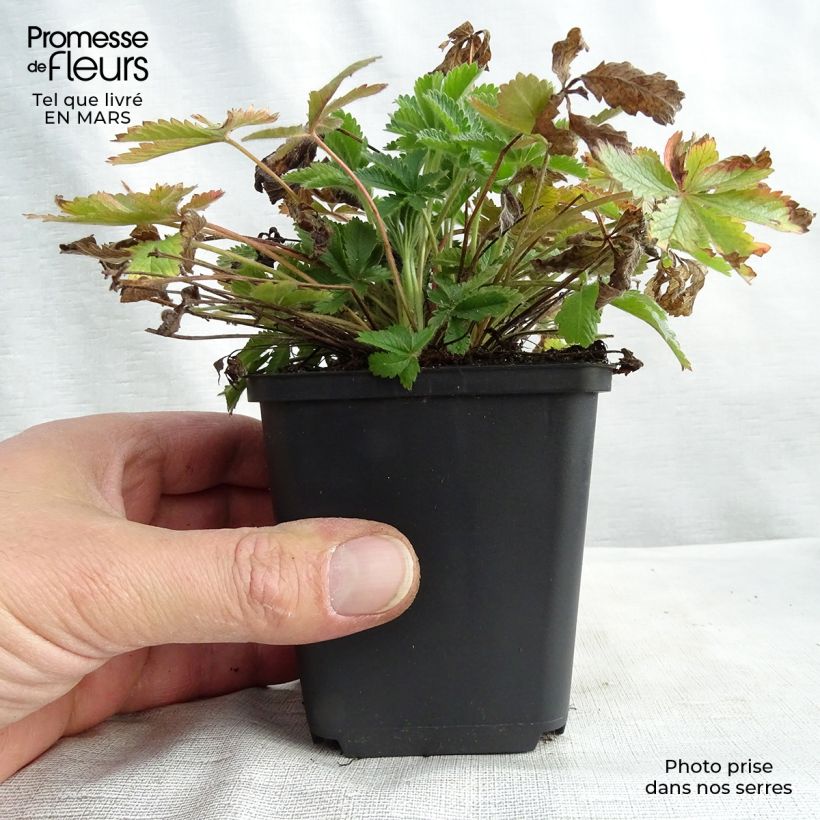Example of Potentilla recta sulphurea - Potentille dressée Godet de 8/9 cm as you get in printemps