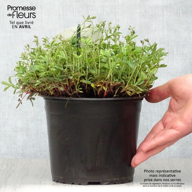 Example of Potentilla tridentata Nuuk - Potentille vivace Pot de 1,5L/2L as you get in printemps