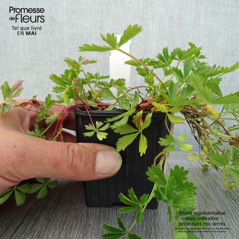Example of Potentilla verna - Potentille de printemps Godet de 8/9 cm as you get in printemps