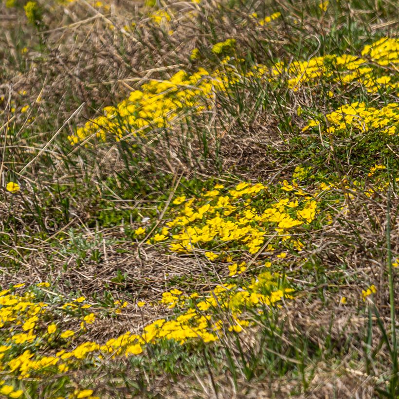Potentilla verna - Potentille de printemps (Plant habit)