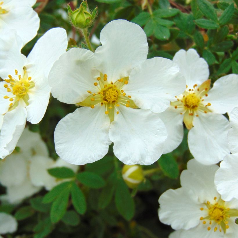 Potentilla fruticosa Abbotswood- Potentille arbustive (Flowering)