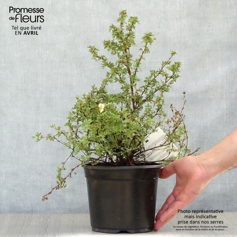 Spécimen de Potentilla fruticosa Primrose Beauty - Potentille arbustive Pot de 2L/3L tel que livré au printemps