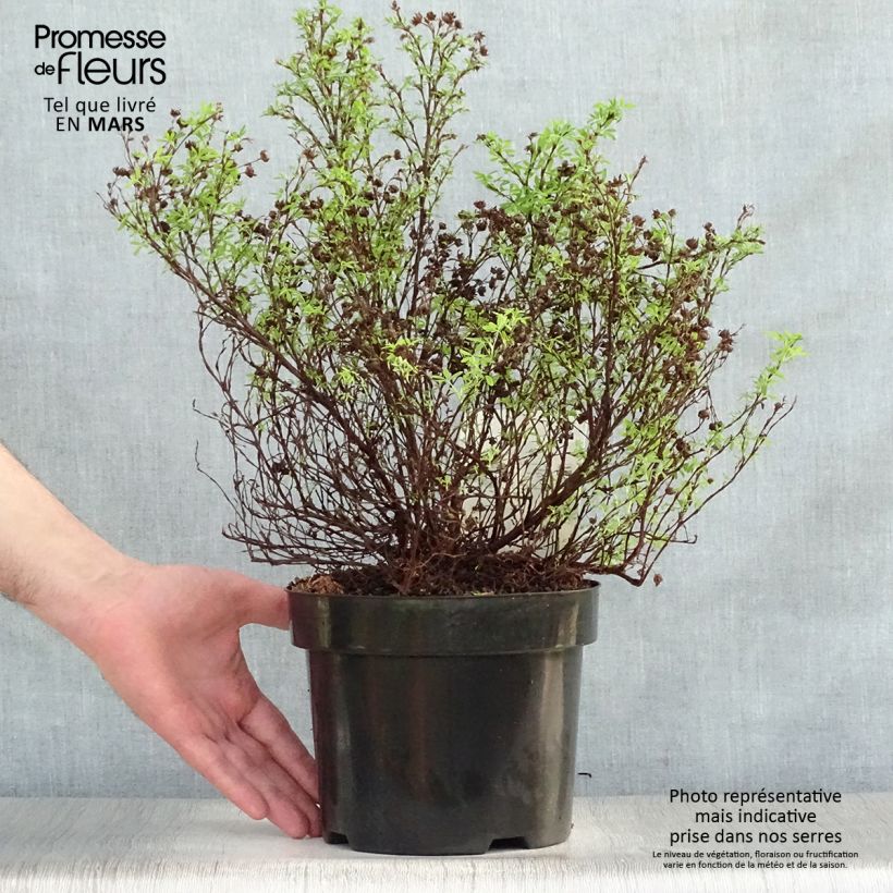 Spécimen de Potentille arbustive Bella Sol - Potentilla fruticosa Pot de 2L/3L tel que livré au printemps