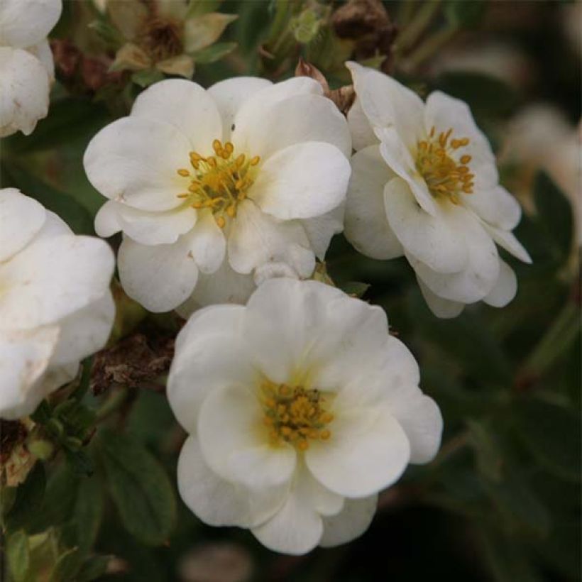 Potentilla fruticosa Creme brulée- Potentille arbustive (Flowering)