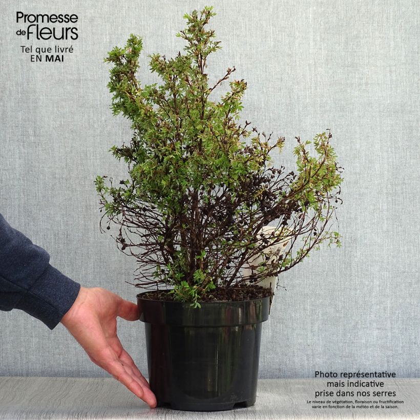 Example of Potentille arbustive Kobold Pot de 3L/4L as you get in printemps