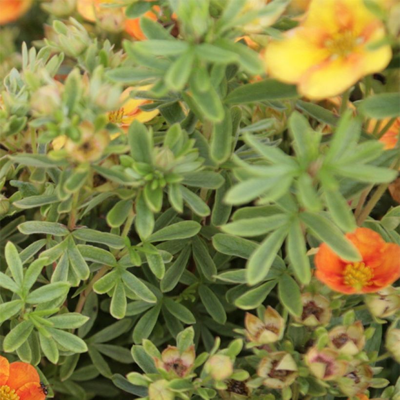 Potentilla fruticosa Mango Tango- Potentille arbustive (Foliage)
