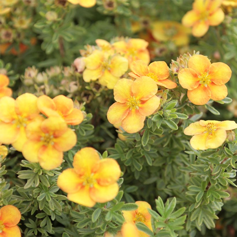 Potentilla fruticosa Mango Tango- Potentille arbustive (Flowering)