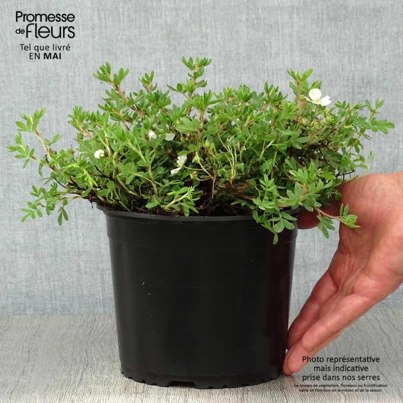 Example of Potentille arbustive - Potentilla fruticosa Bella Bianca Pot de 2L/3L as you get in printemps