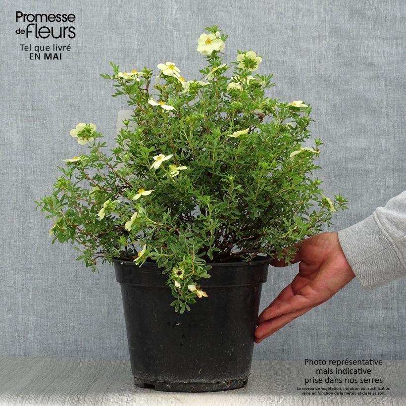 Spécimen de Potentille arbustive - Potentilla fruticosa Creamissima Pot de 4L/5L tel que livré au printemps