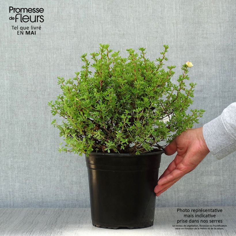 Spécimen de Potentille arbustive - Potentilla fruticosa Double Punch Peach Pot de 3L/4L tel que livré au printemps