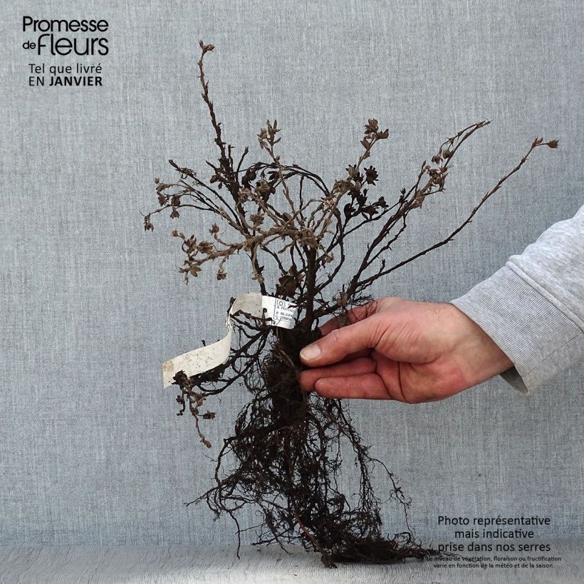 Spécimen de Potentille arbustive - Potentilla fruticosa Elisabeth Racines nues, Buisson, Ramifié tel que livré en hiver