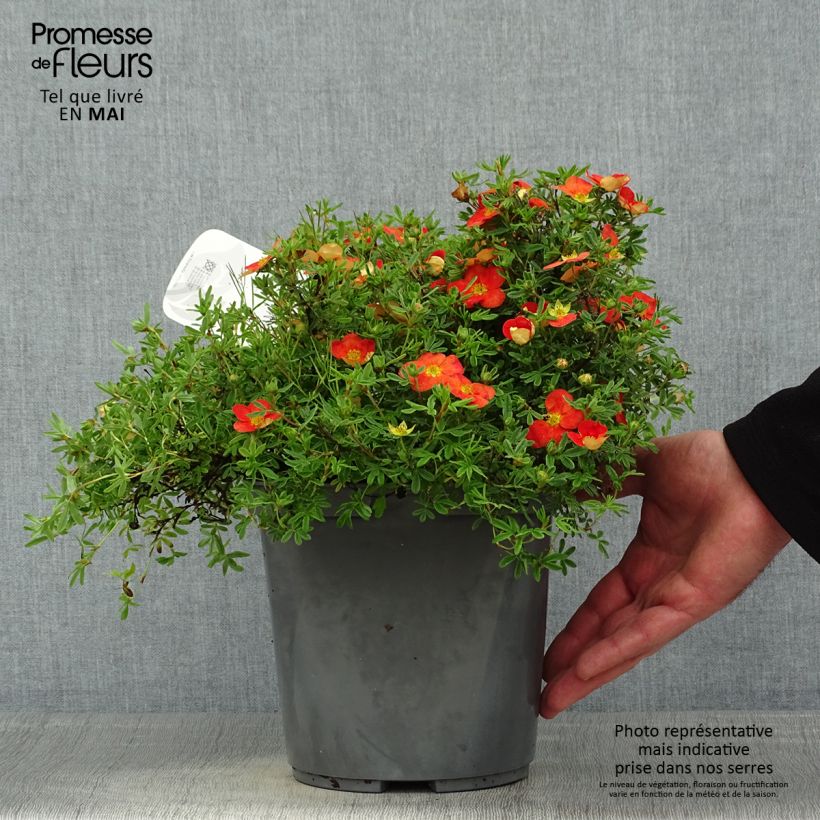Spécimen de Potentille arbustive - Potentilla fruticosa Red Joker Pot de 3L/4L tel que livré au printemps
