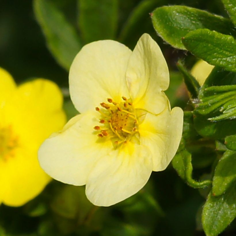 Potentilla fruticosa Sommerflor- Potentille arbustive (Flowering)