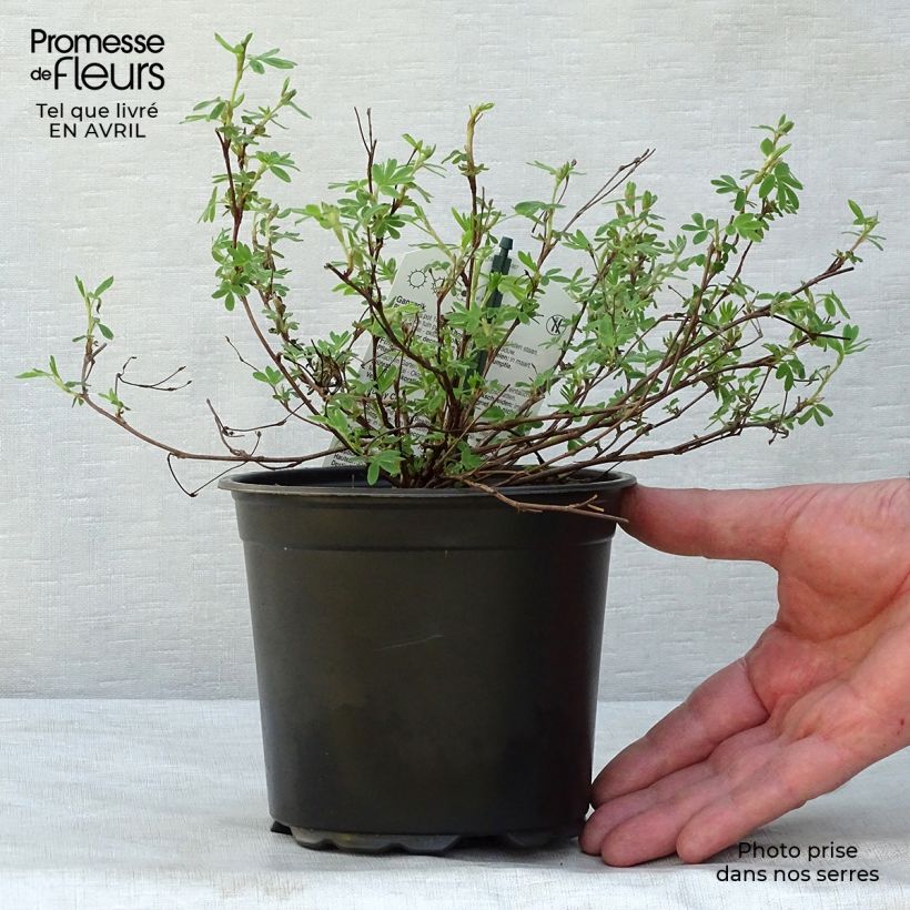 Example of Potentilla fruticosa Abbotswood- Potentille arbustive Pot de 1L/1,5L as you get in printemps