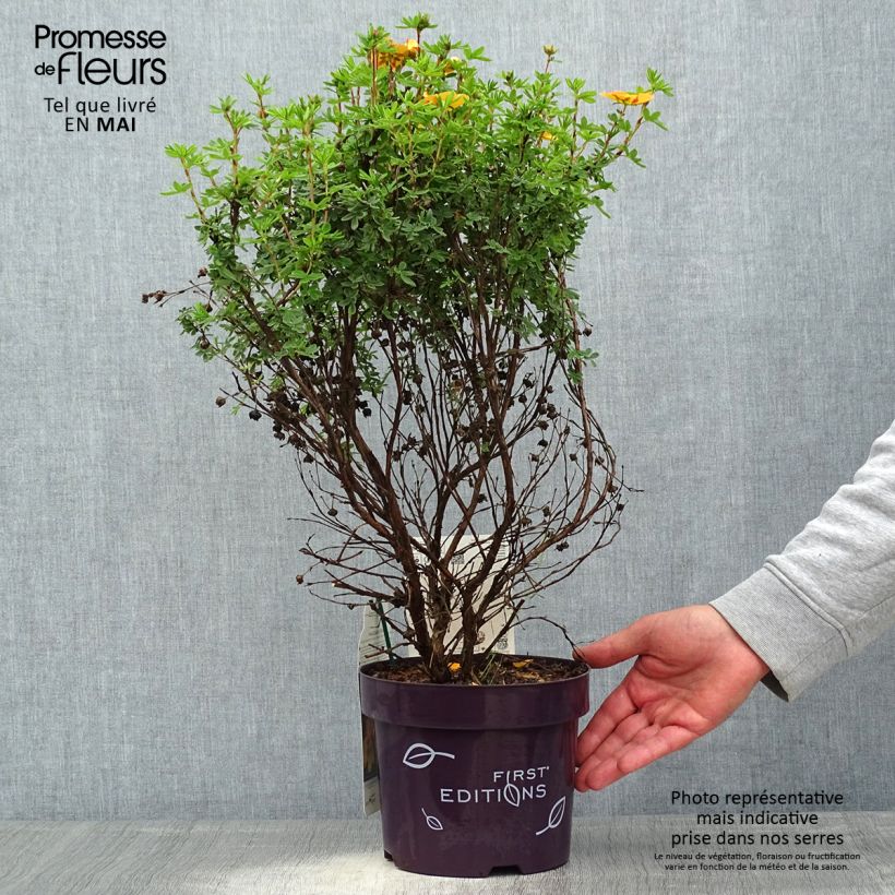 Example of Potentilla fruticosa Mandarin Tango - Potentille arbustive Pot de 2L/3L as you get in printemps