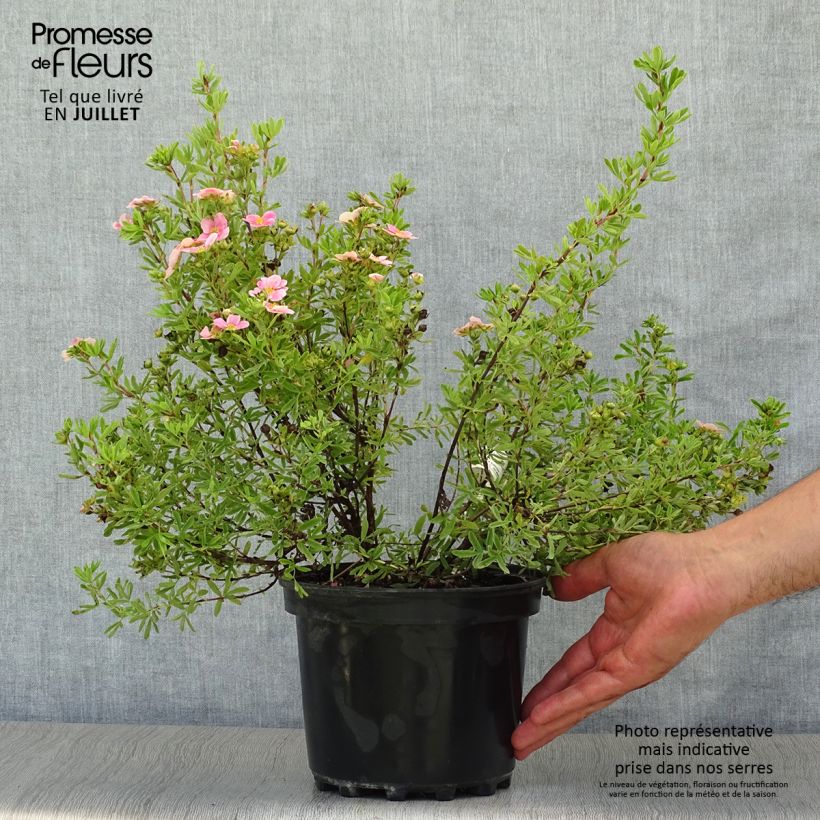 Spécimen de Potentilla fruticosa Pink Paradise - Potentille arbustive Pot de 2L/3L tel que livré en été