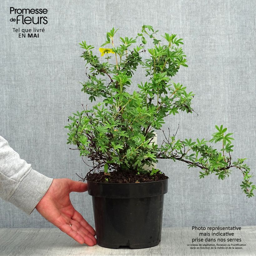 Example of Potentilla fruticosa Sommerflor- Potentille arbustive Pot de 2L/3L as you get in printemps