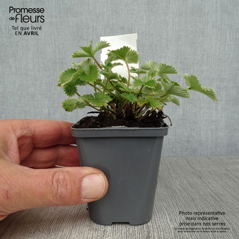 Spécimen de Potentille vivace - Potentilla Gibson s Scarlet Godet de 8/9 cm tel que livré au printemps