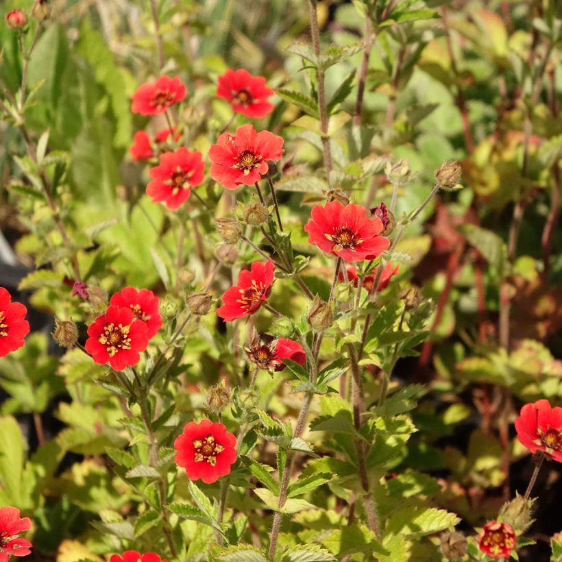 Potentille vivace - Potentilla Gibson s Scarlet (Floraison)