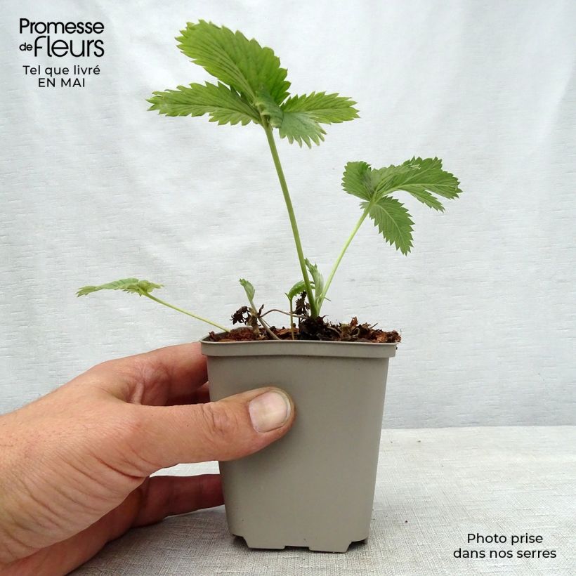 Example of Potentille vivace - Potentilla William Rollisson Godet de 8/9 cm as you get in printemps