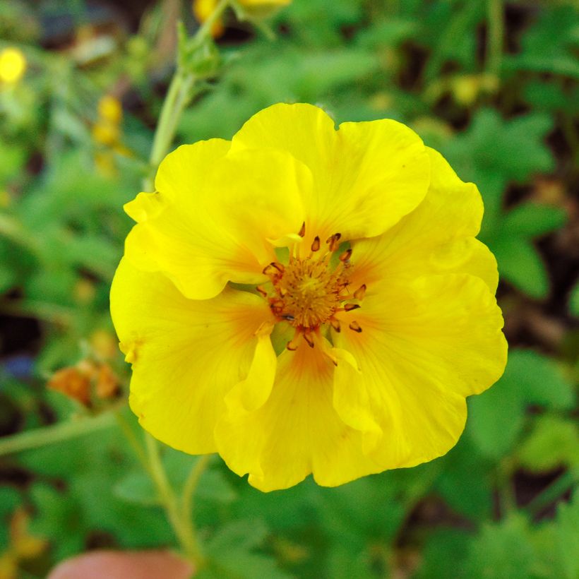 Potentille vivace - Potentilla Yellow Queen (Flowering)