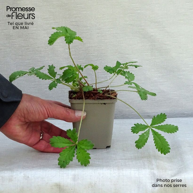 Spécimen de Potentille vivace - Potentilla hopwoodiana Godet de 8/9 cm tel que livré au printemps