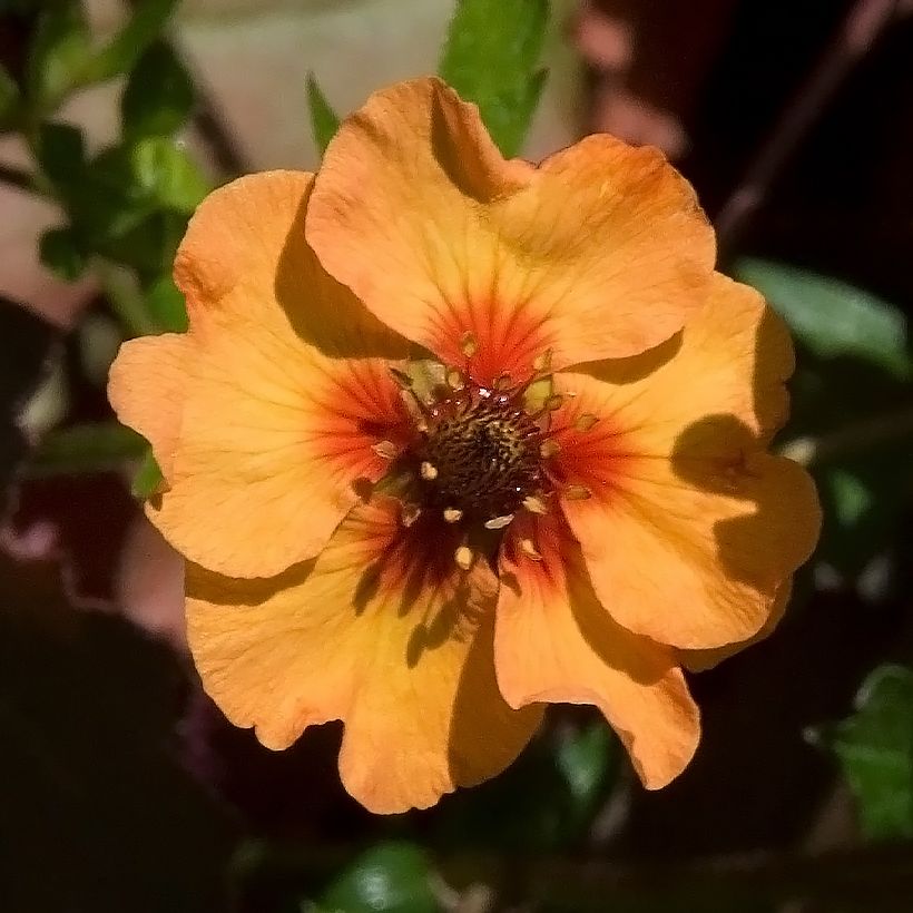 Potentille vivace - Potentilla tonguei (Floraison)