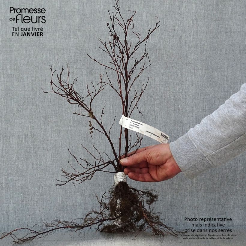 Spécimen de Potentilla fruticosa - Potentille arbustive Racines nues, Buisson, Ramifié tel que livré en hiver