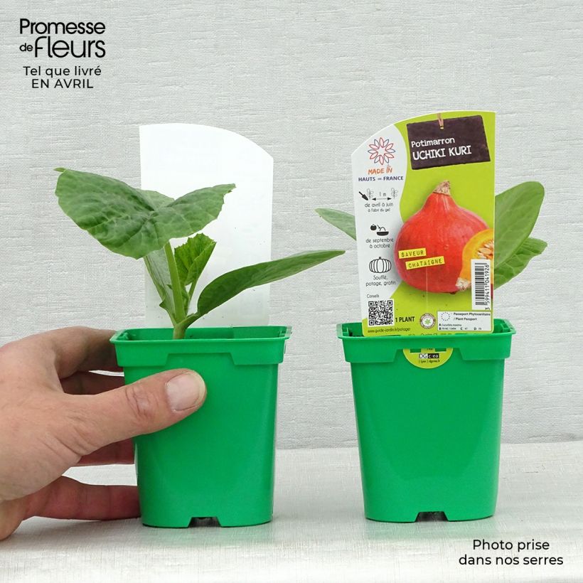 Spécimen de Potimarron Uchiki-Kuri en plants Pot de 10 cm/11cm tel que livré au printemps