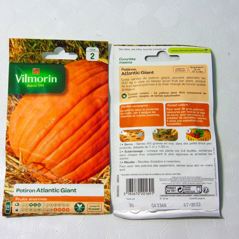 Example of Potiron Atlantic Giant  - courge géante - Vilmorin le sachet de 18 graines environ (3g) as you get