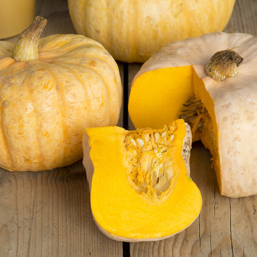 Potiron ou Courge d'hiver Australian Butter - Cucurbita maxima (Récolte)
