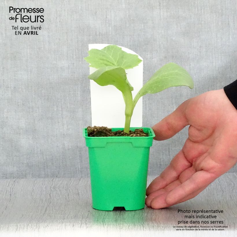 Spécimen de Potiron rouge vif d'Etampes en pots de 10,5cm Pot de 10 cm/11cm tel que livré au printemps