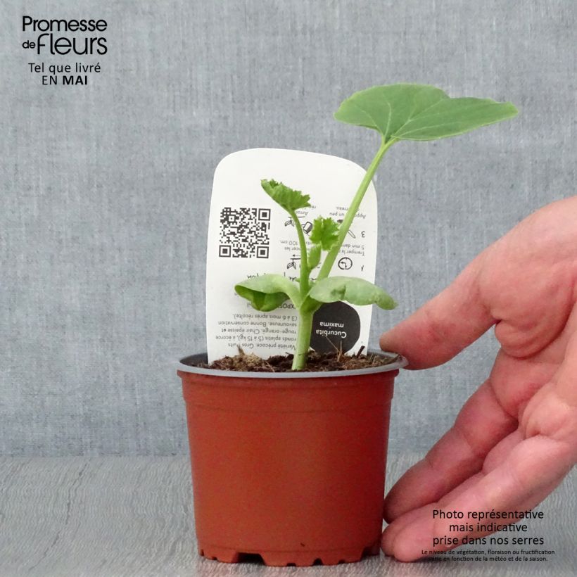Spécimen de Potiron rouge vif d'Etampes en pots de 10,5cm BIO Pot de 10 cm/11cm tel que livré au printemps