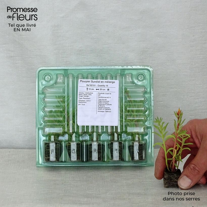 Spécimen de Pourpier Sundial en mélange Jardimotte : motte 3,8 cm x 3,2 cm en plaque de culture par 16, Plant vert de 5 à 10 cm de haut tel que livré au printemps