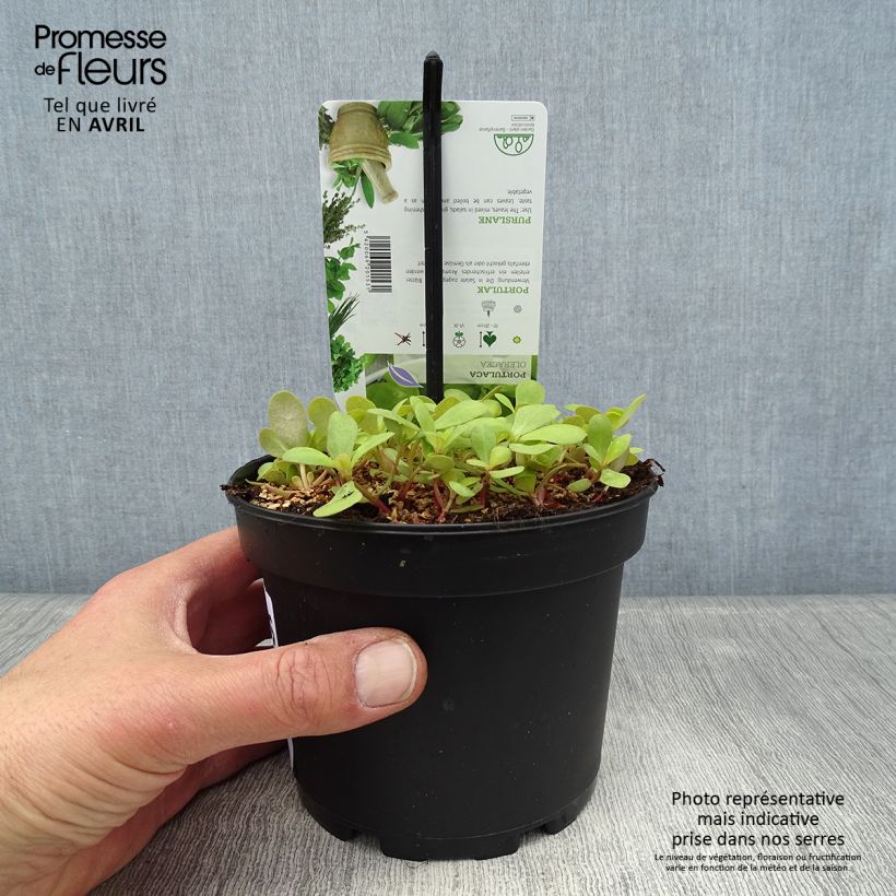 Spécimen de Pourpier vert ou commun - Portulaca oleracea Pot de 1,5L/2L tel que livré au printemps