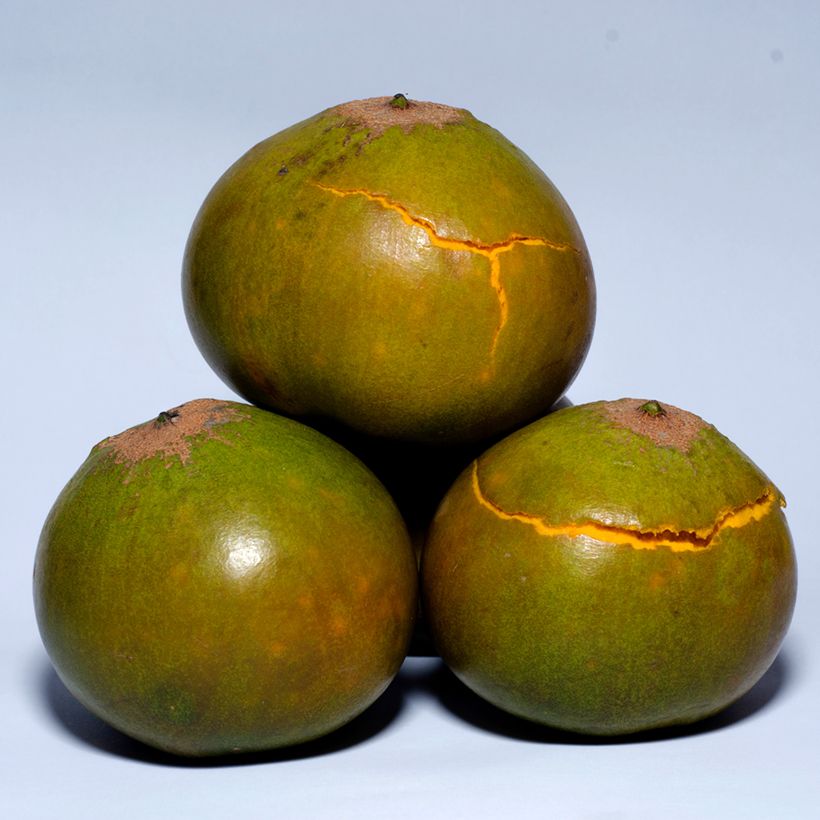 Pouteria obovata - Lucuma, Lucumo (Récolte)