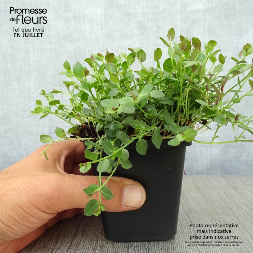 Spécimen de Pratia pedunculata County Park Godet de 8/9 cm tel que livré en été