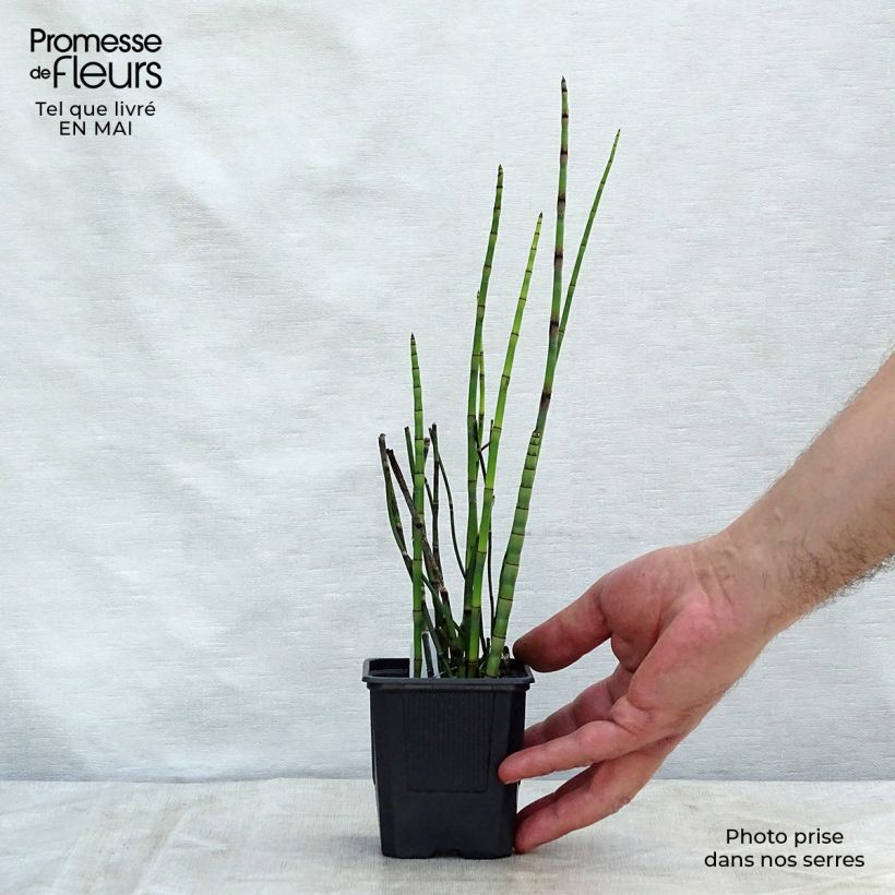Spécimen de Prêle d'hiver - Equisetum hyemale (japonicum) Godet de 8/9 cm tel que livré au printemps