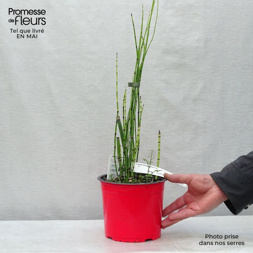 Spécimen de Prêle d'hiver - Equisetum hyemale (japonicum) Pot de 2L/3L tel que livré au printemps