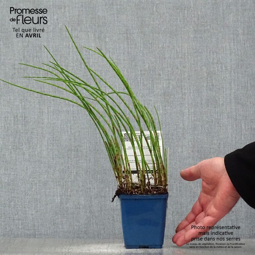 Spécimen de Prêle des rivières - Equisetum fluviatile Godet de 8/9 cm tel que livré au printemps