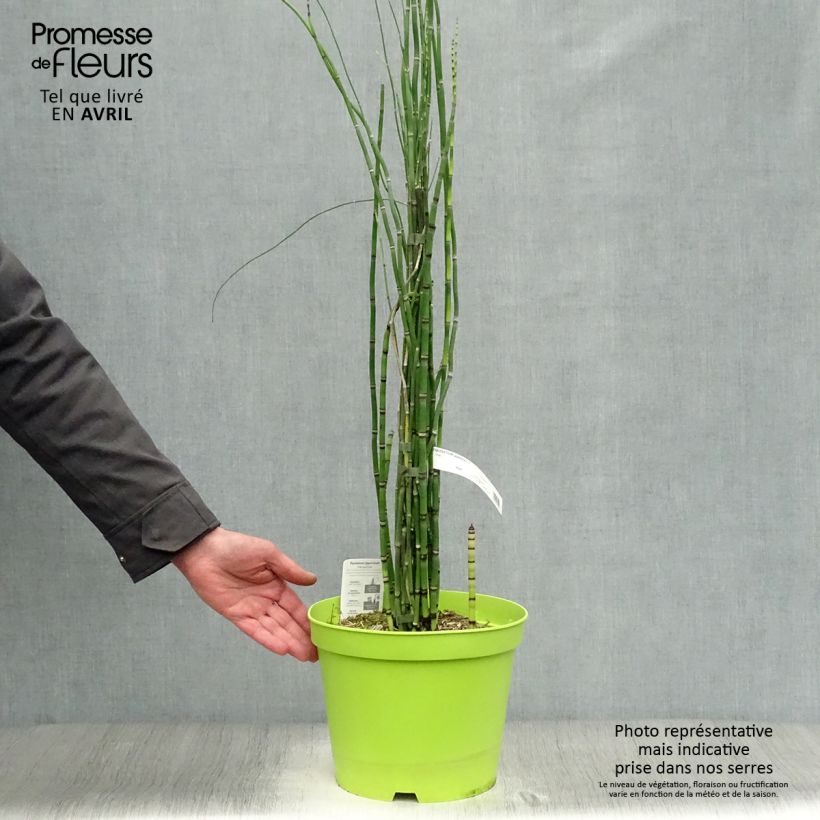 Spécimen de Prêle d'hiver - Equisetum hyemale (japonicum) Pot de 7,5L/10L tel que livré au printemps