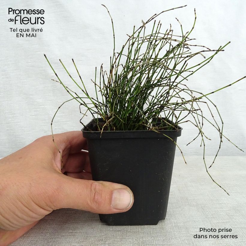Spécimen de Prêle japonaise naine - Equisetum scirpoides Godet de 8/9 cm tel que livré au printemps