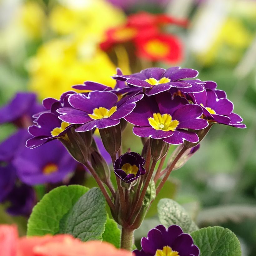 Primevère - Primula elatior Veristar Late Twinkle Violet (Floraison)