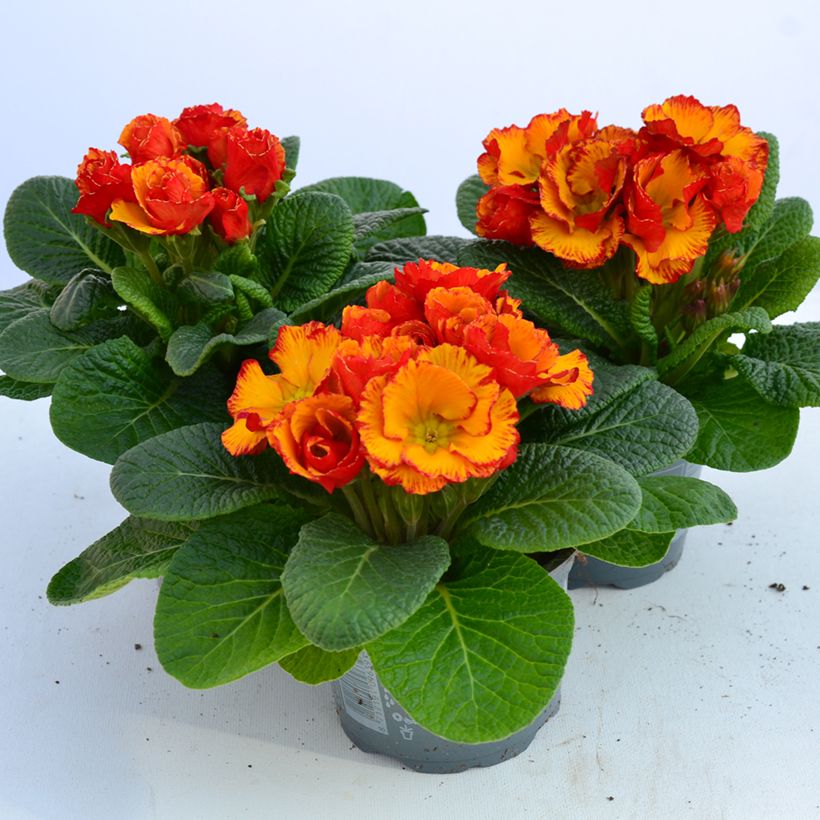 Primevère Chinese New Year - Primula acaulis (Floraison)