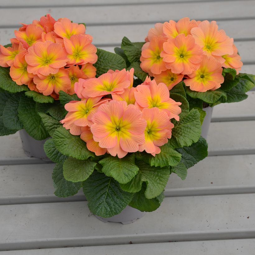 Primevère Mango - Primula (Port)