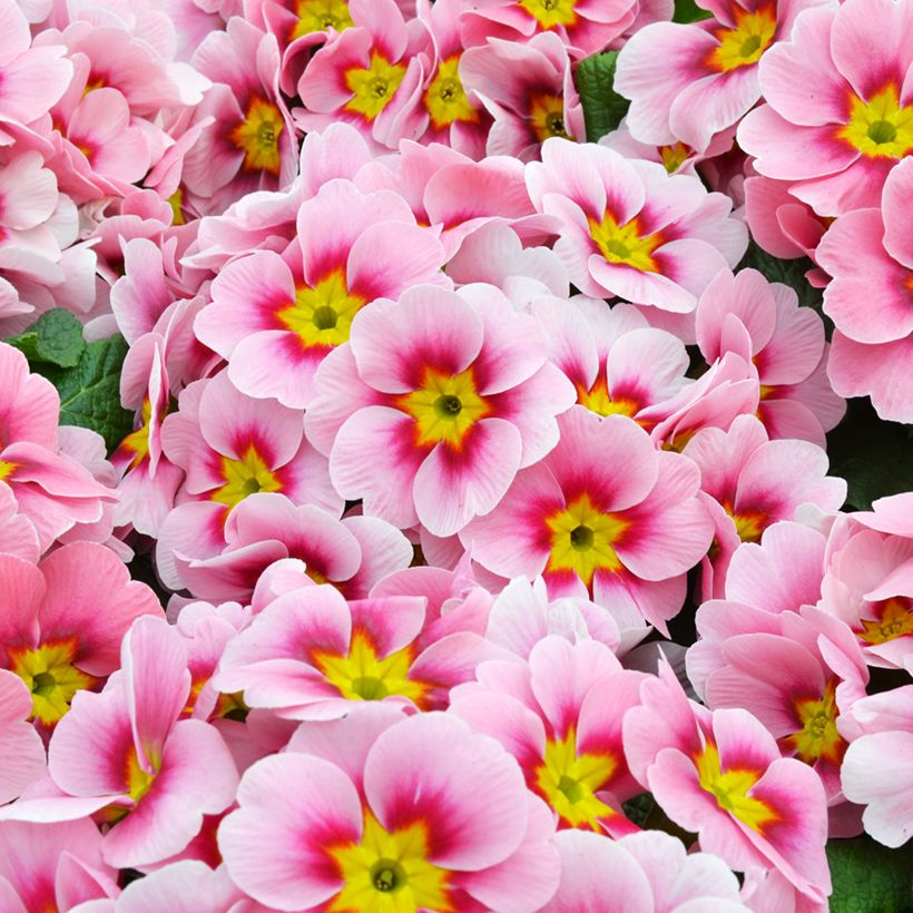 Primevère Ringostar Cherryblossom - Primula acaulis (Floraison)